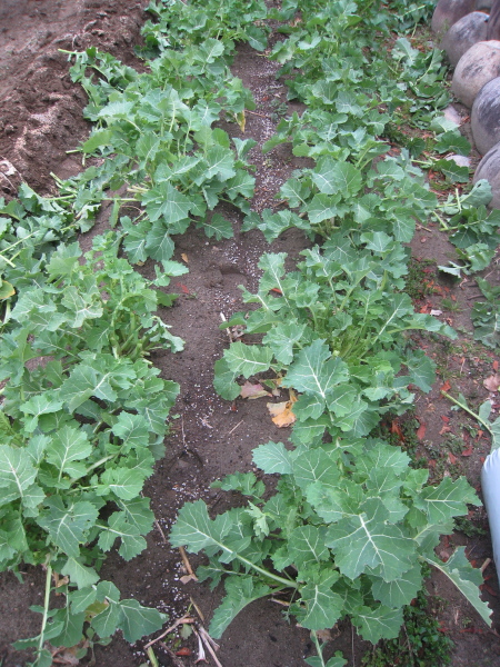 e0164622_22223780.jpg