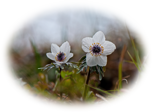 d0029829_1111472.png
