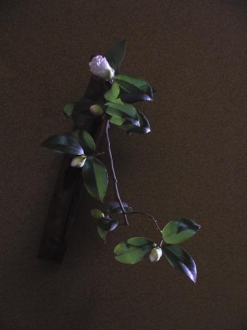 20070126.jpg
