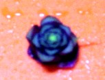 a0099732_22115241.jpg