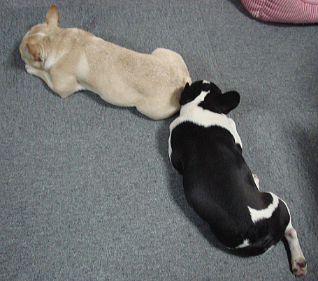 d0152869_2391930.gif