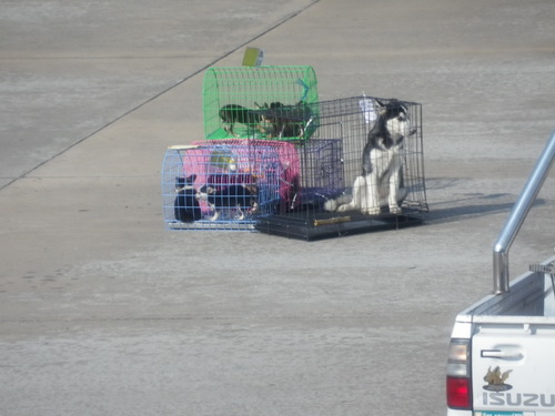 2月19日　ウドンタニ－バンコク－シンガポール_a0002177_18311913.jpg