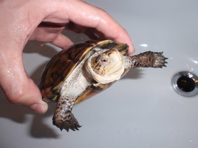 ブチイシの性別について 何も アボカド栽培日記 飼うてへん