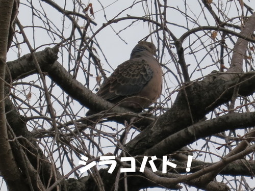 ウォークマン NW-Z1000 Lookout モバイルセキュリティ_b0200291_18193892.jpg
