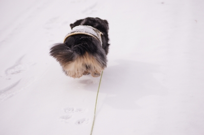 ひさしぶりの雪でした_f0195891_1748108.jpg