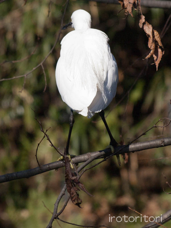 根川緑道　コサギ　＆　カルガモ　　2012/02/25_d0146592_035118.jpg