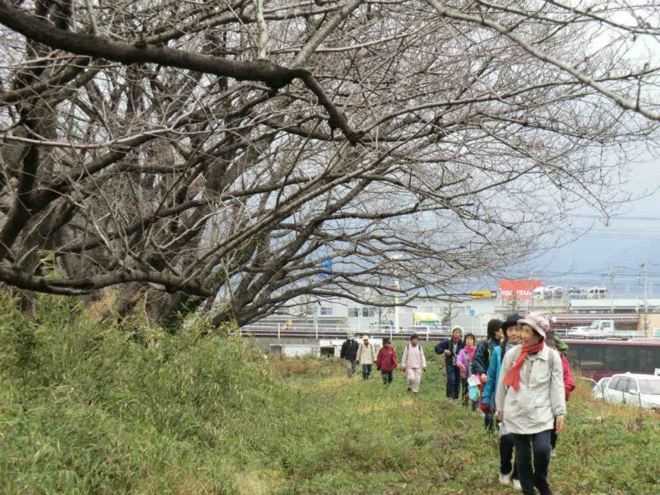 悪天候だったが、300人の方が楽しんだ「お花見ウォーク」_f0141310_7322347.jpg