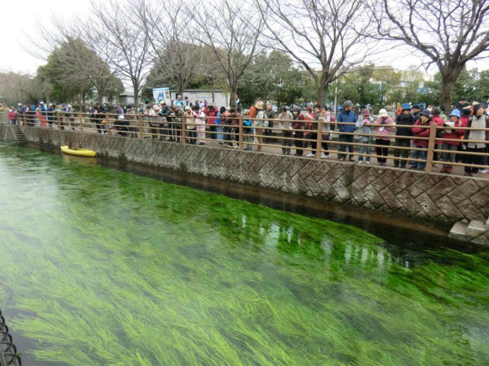 悪天候だったが、300人の方が楽しんだ「お花見ウォーク」_f0141310_7343072.jpg