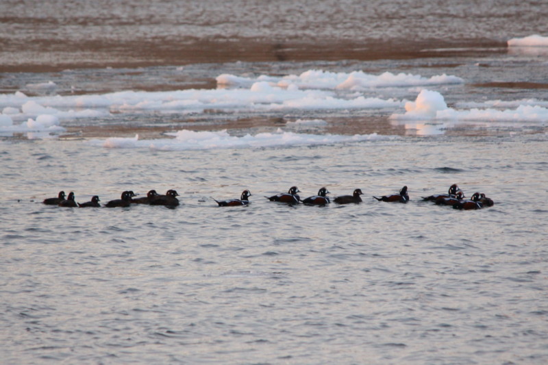 北海道その１（2012年2月25日）_f0235311_18492599.jpg