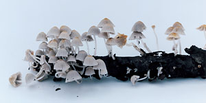 「その森の子供　 mushrooms from the forest 2011」_b0035326_18562081.jpg