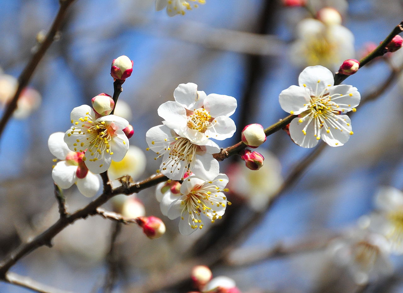 梅の花 白秋の黄昏