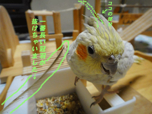 a0056140_19541784.gif