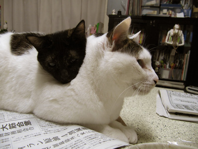 ヨウカン枕_a0028451_12565934.jpg