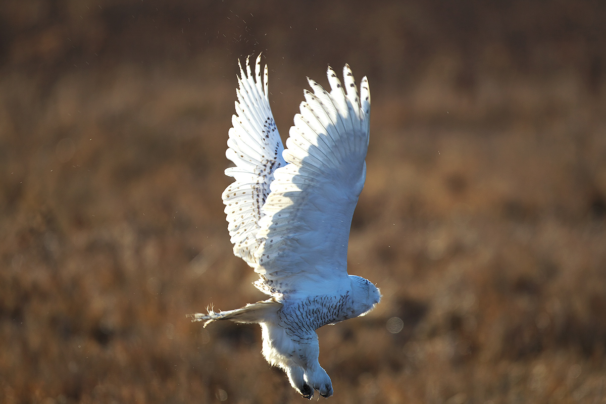 バンクーバー シロフクロウ（Snowy Owl)飛出し・飛付き : ぼちぼち