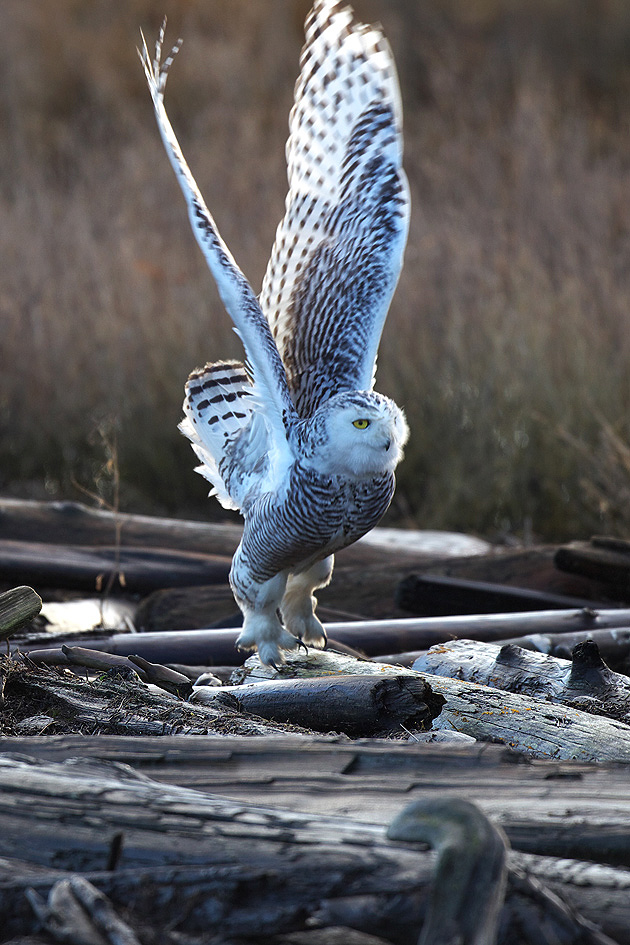 バンクーバー シロフクロウ（Snowy Owl)飛出し・飛付き : ぼちぼち