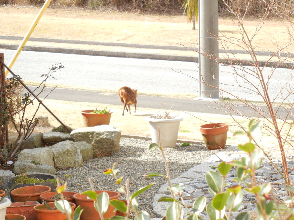 2012年2月27日(月)キョンがうちの庭を食堂に~!_f0060461_13565172.jpg
