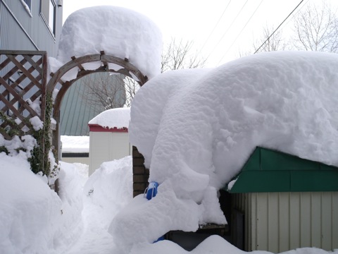 豪雪！！　積雪９１㎝、　観測史上最高を記録！！_f0146174_1430482.jpg