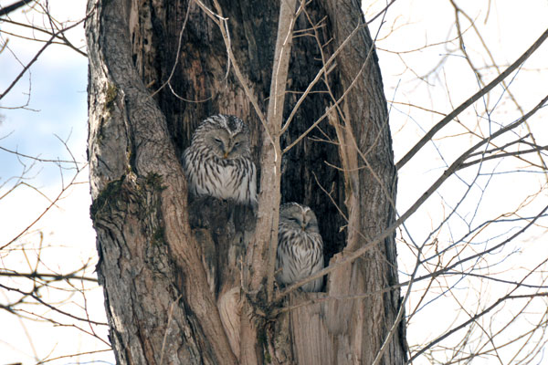 フクロウさん_f0212586_781484.jpg