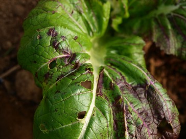 ビニールハウスの野菜は再び行動はじめ！！_b0110999_1962449.jpg