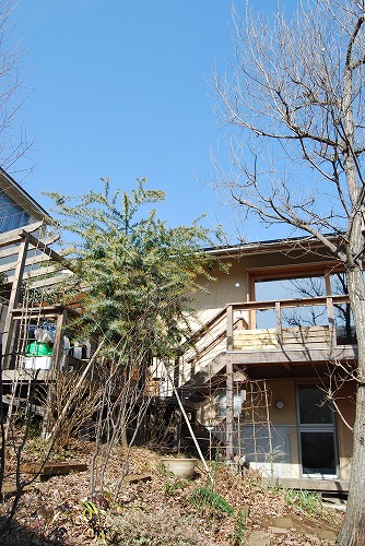 2月の庭…_c0124100_23292714.jpg