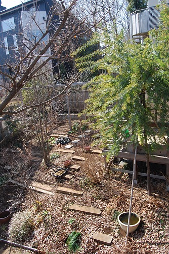 2月の庭…_c0124100_23301589.jpg