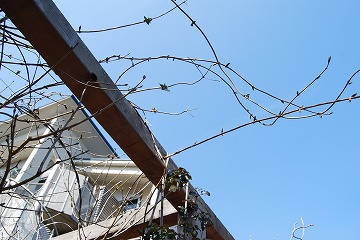 2月の庭…_c0124100_23332758.jpg