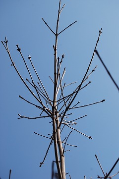 2月の庭…_c0124100_23334915.jpg