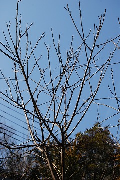 2月の庭…_c0124100_23342975.jpg