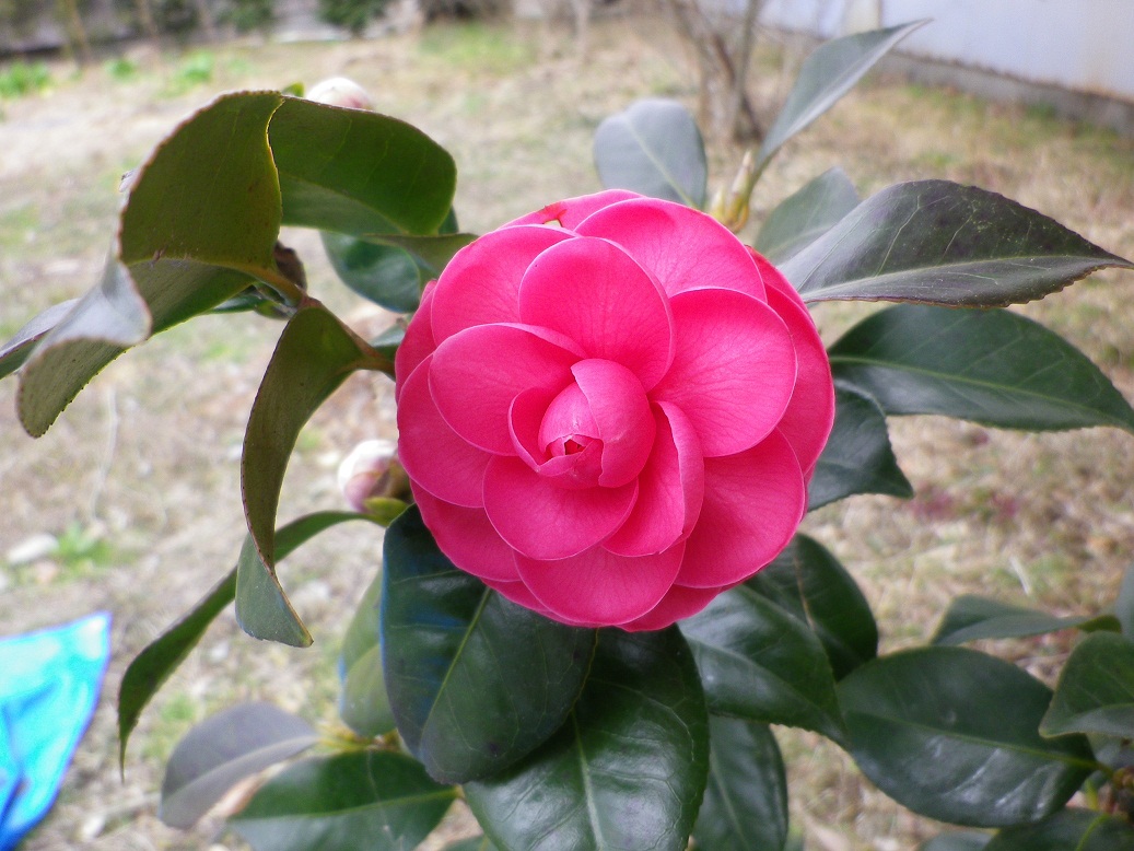 庵紅　いおりべに　椿 当園作出花｜庵紅 いおりべに｜小平の椿農園新・江戸椿の野口農園