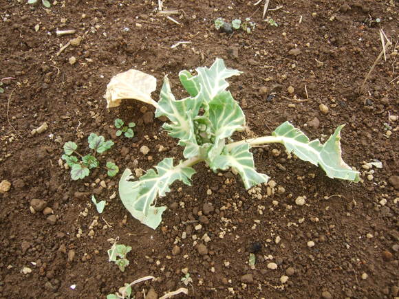寒さに負けず....越冬球根野菜_b0137932_23483590.jpg