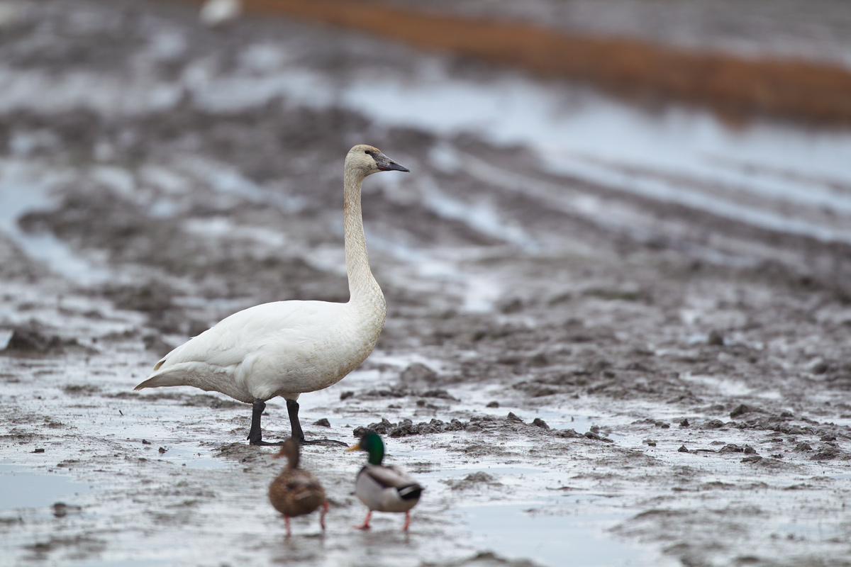 バンクーバー ナキハクチョウ Whooper Swan ぼちぼち と 野鳥大好き O