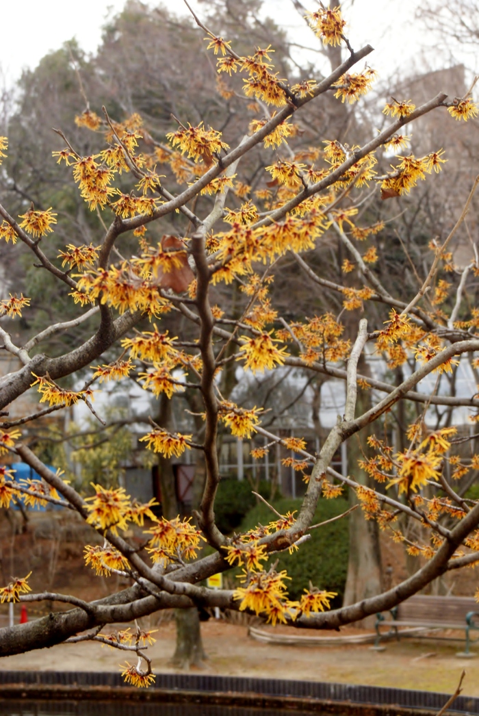 まんさくの花は咲きましたか?_b0063958_20202581.jpg