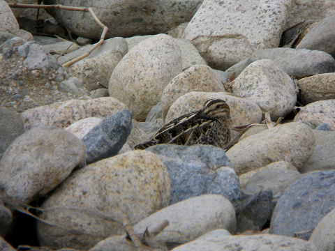 c0002874_12686.jpg