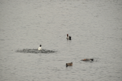 江津湖　熊本市　２・２５_a0043276_4462116.jpg