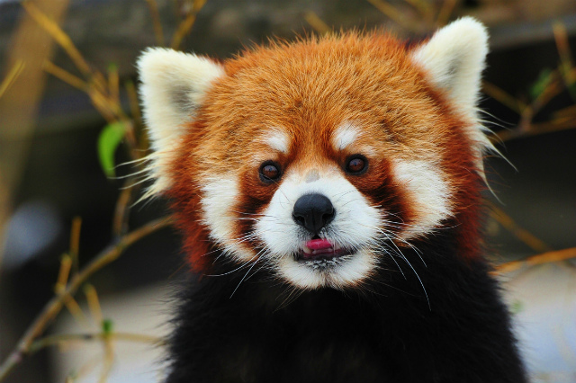 雪の動物園２０１２　終了_b0145677_11174676.jpg