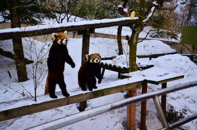 雪の動物園２０１２　終了_b0145677_111811100.jpg