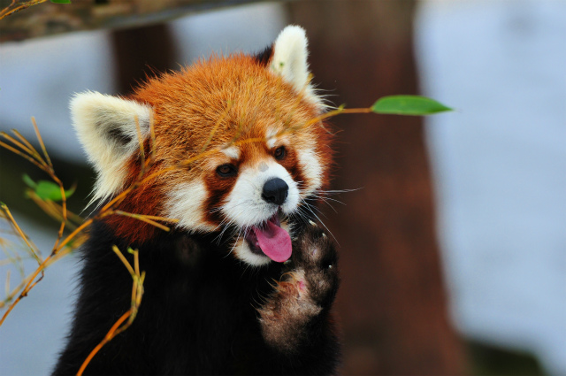 雪の動物園２０１２　終了_b0145677_11182112.jpg