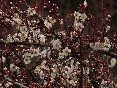 2月28日　【梅の花情報】_a0185880_1731482.jpg