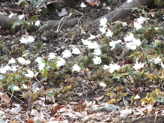 花弁がないキクザキイチゲ のん木草 みどり見て歩き