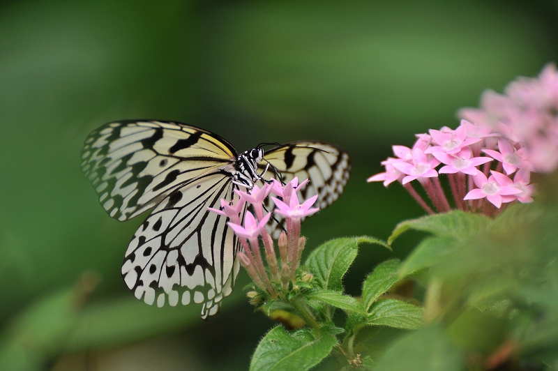 植物園_e0086887_23462781.jpg