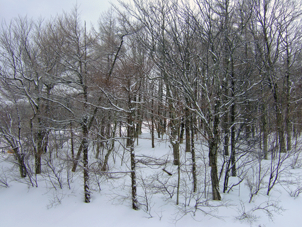 e0142993_0142736.gif