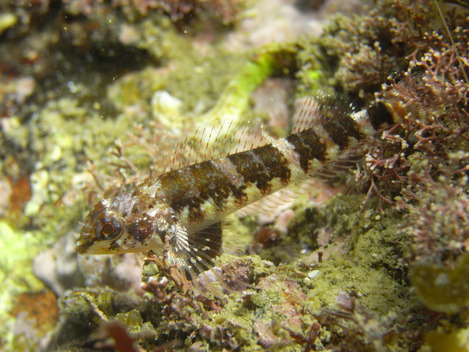 e0115199_0451454.jpg