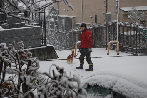 犬ばかり　喜ぶ雪の日　春遠し_f0101201_21505825.jpg