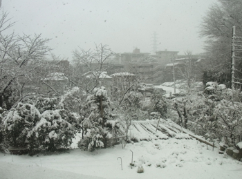 雪が積もった_b0099903_11371219.jpg