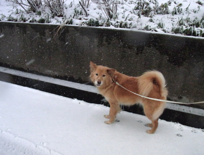 雪が積もった_b0099903_11395512.jpg