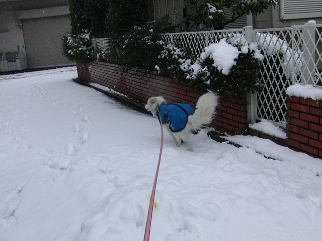 雪な東京！　/　Snowed in Tokyo!_a0032004_17523643.jpg