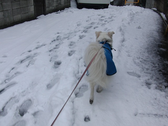 雪な東京！　/　Snowed in Tokyo!_a0032004_17532974.jpg