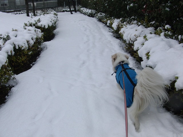 雪な東京！　/　Snowed in Tokyo!_a0032004_1805853.jpg