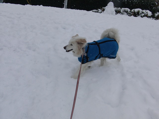 雪な東京！　/　Snowed in Tokyo!_a0032004_1824977.jpg