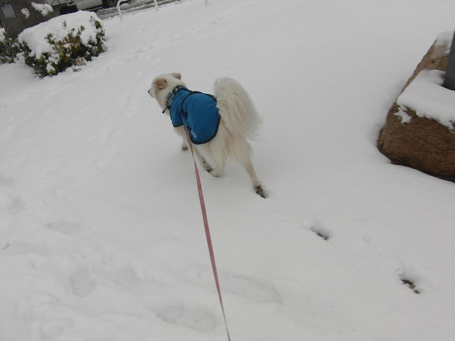 雪な東京！　/　Snowed in Tokyo!_a0032004_18631.jpg